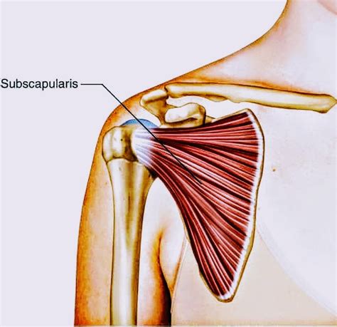 Subscapularis Muscle Pt Master Guide Pt Master Guide