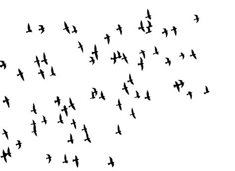 Flock Of Birds Png Image File Png All Png All