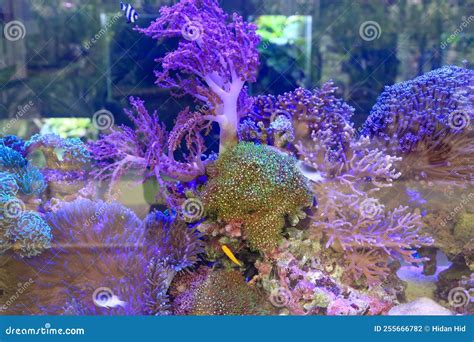 Purple Coral Reefs Anemone In The Marine Aquarium Stock Photo Image