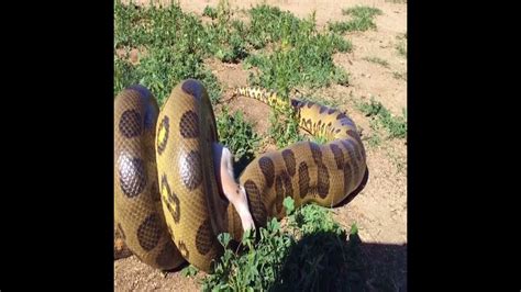 Snake Vs Bull Elephant Python Vs Elephant Lion Attacks Animal Fight