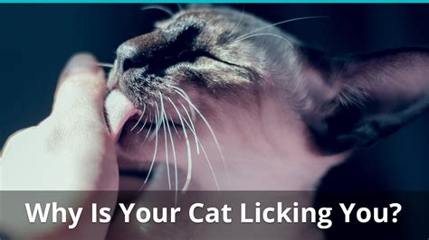 Why Does My Cat Lick Me What Does It Mean