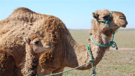 We did not find results for: Diferencias entre camellos y dromedarios - Diferencias.es