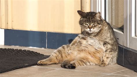 1 In 3 Cats Dogs Overweight In Us According To Study