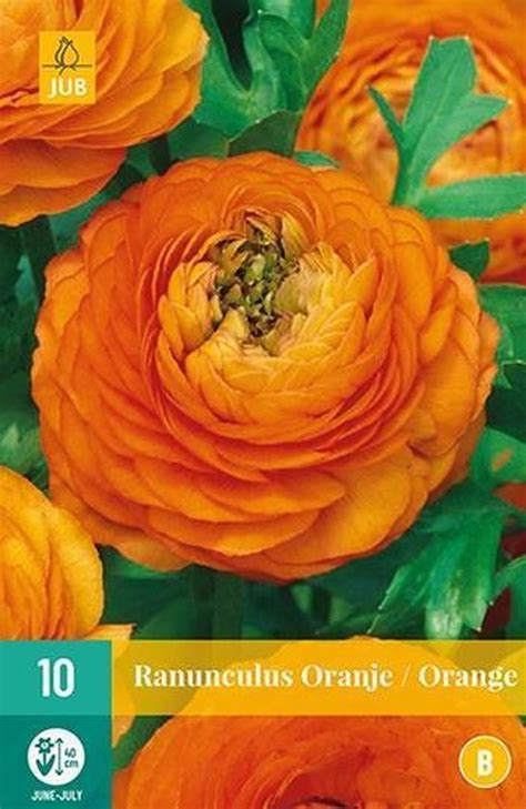 X Ranunculus Oranje Bol