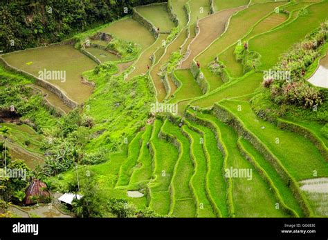 Rice Terraces Of The Philippine Cordilleras Unesco World Heritage Site