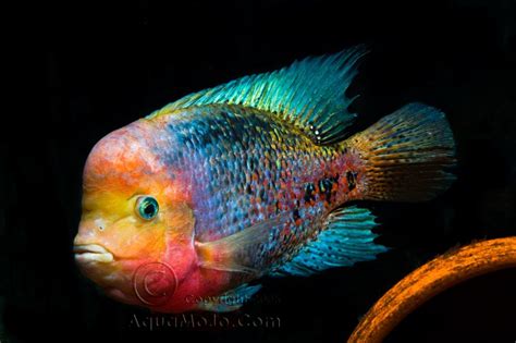 Whats The Best Looking Cichlid Aquarium Advice