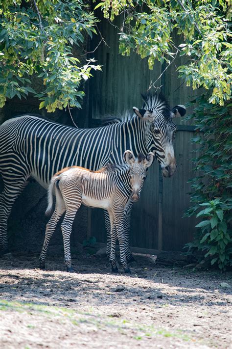 Travel Pr News Lincoln Park Zoo Welcomes Endangered Grevys Zebra