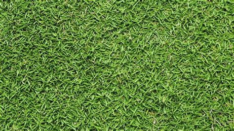 Grass Identification Guide Do You Know Your Grass Type Lawnstar