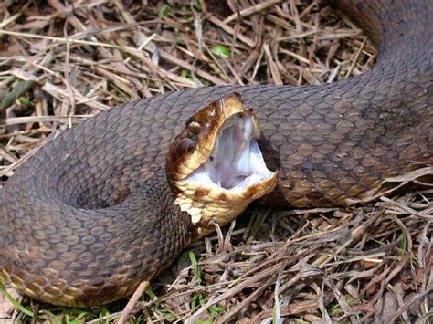 Rules Of The Jungle Kentucky Most Poisonous Snakes