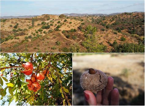 Discover saudades, santa catarina with the help of your friends. Van Olijfboom tot Olijfolie in de Algarve | Algarve, Olijfolie