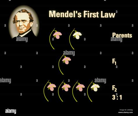 La Primera Ley De Mendel Ilustración Del Equipo La Primera Ley De
