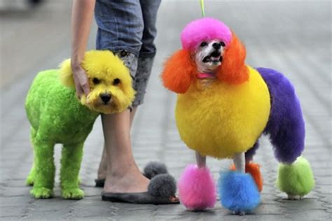 Not just skin allergies but dyed hair can pose a potential threat to. How to Dye a Dog's Hair at Home Using Kool-Aid | PetHelpful