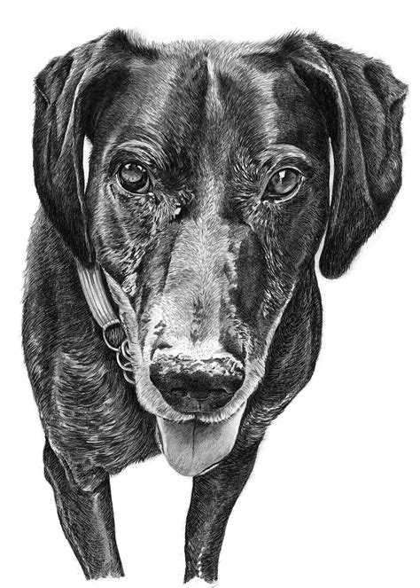 Realistic Pencil Animal Drawings Dog