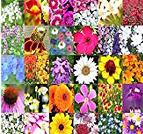 Perennial Wildflower Seeds Bulk Mix Minimum 30