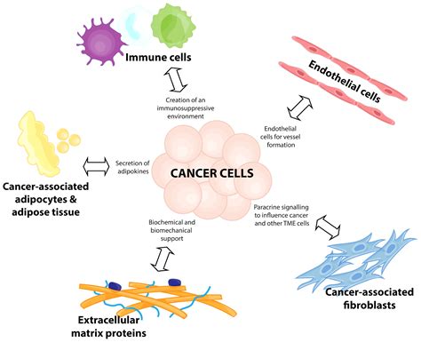 Frontiers Tumour Microenvironment Immune Cell Interactions