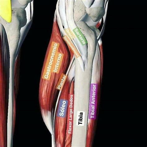 Músculos De La Pierna Cuerpo Humano Anatomia Músculos Del Cuerpo