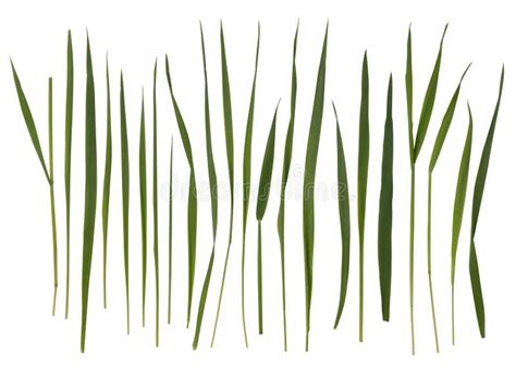 Grass Stock Photo Image Of Isolated Botany Green Strands 9033156