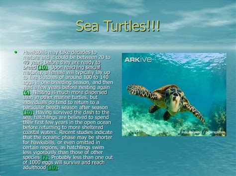 Ppt Oceanography Powerpoint Presentation Free Download Id5412528