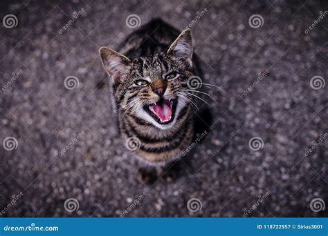 Meowing Tabby Kitten Which Is Very Hungry Stock Image Image Of