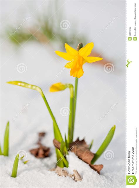 Daffodil Blooming Through The Snow Stock Image Image Of Flower