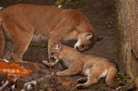 Oregon Zoo Names Mother Of The Year Chinook The Cougar