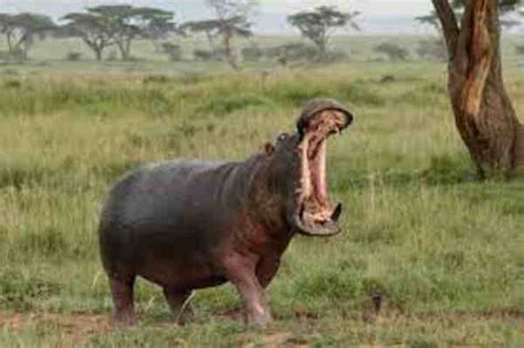 How Fast Can A Hippo Run Hippos Land And Water Running Spe