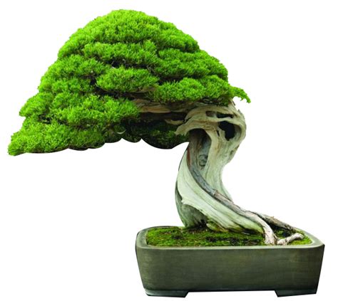 Bonsai plants bangalore, Bonsai Trees Bangalore, Buy bonsai plants online