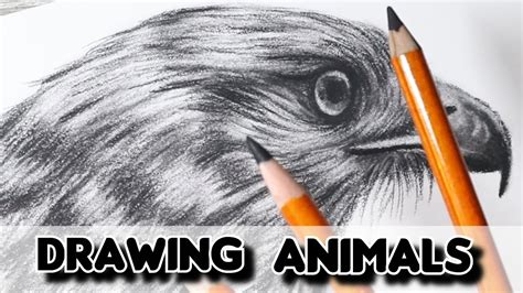 How To Draw Animals In Charcoal Pencils Youtube