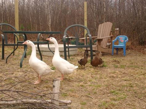 Sexing Chinese Geese Backyard Chickens Learn How To Raise Chickens