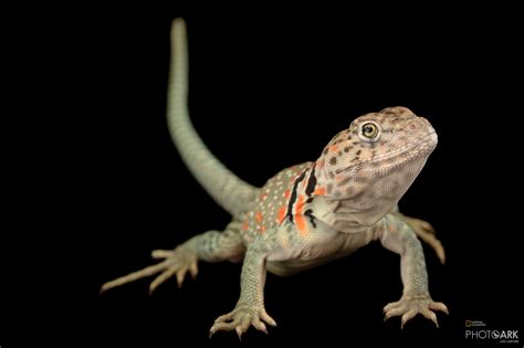 Photo Ark Home Collared Lizard National Geographic Society