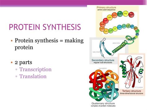 Ppt Cell Structure And Function Protein Synthesis Pow