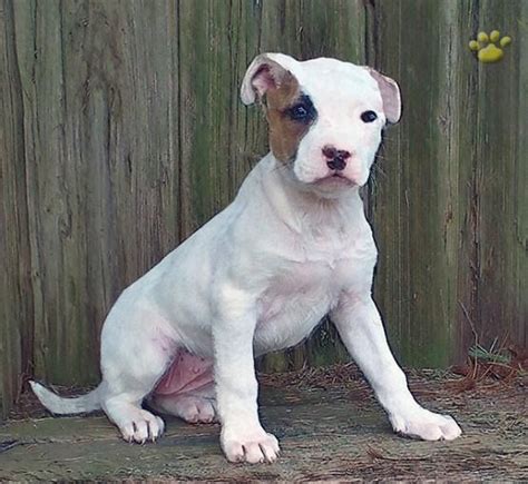 We strive to produce sound loving dogs that represent the akc standards. American Bulldog Breeders In Ohio | American bulldog ...