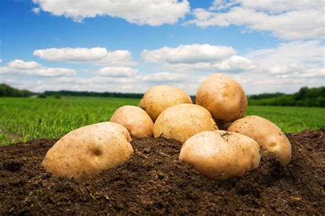 Emsland Introduces Complete Line Of Waxy Potato Starches Emsland Group