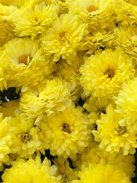 Yellow Mums Flower Art Daffodils Plants