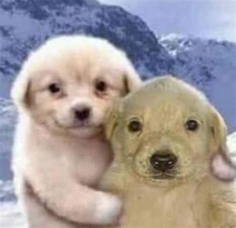 Fotografo Noraa On Twitter Funny Animal Jokes Puppy Hug Silly Dogs