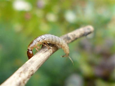 Rove Beetle Larva Liz Henwood Flickr