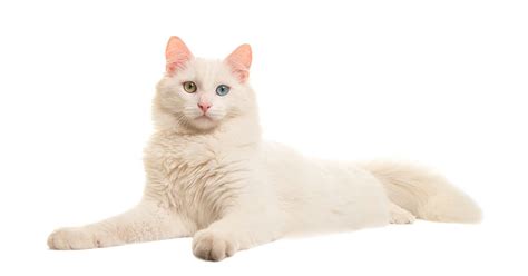 Turkish Angora Cat Breed Information Personality Lifespan Price