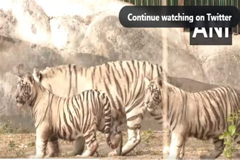 Watch Two New White Tiger Cubs In Delhi Zoo