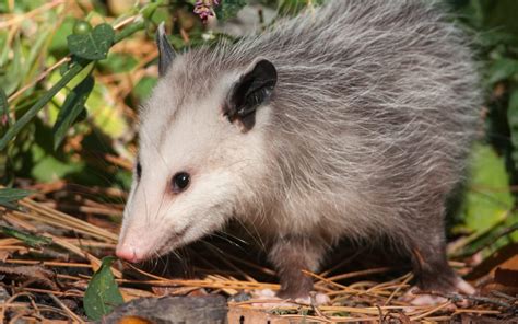How can anything that eats ticks be completely bad. How To Get Rid of Opossums & Tips on Possum Control ...
