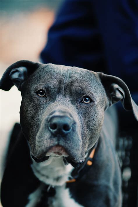 5 Blue Nose Pitbull Secrets Every Owner Should Know