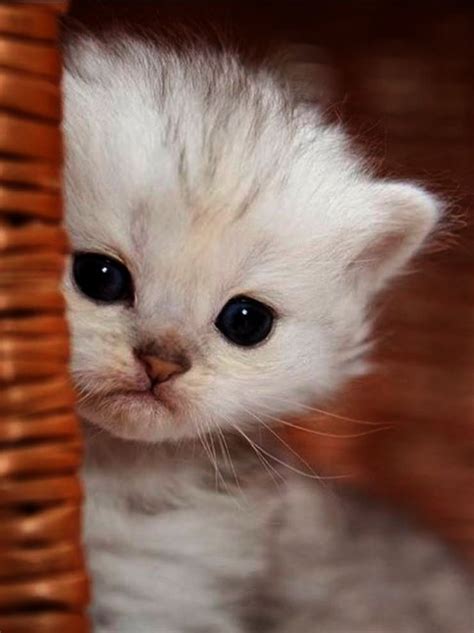 Cute Cat Breeds That Stay Small Pets Lovers