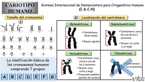 Associe As Colunas Genoma Gene Cromossomo Cariótipo