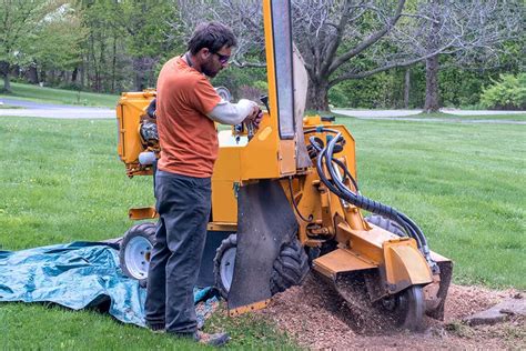 What Is Tree Stump Grinding Find Out More In This Post