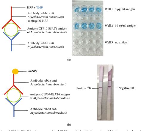 Figure From Lateral Flow Immunoassay For Naked Eye Detection Of
