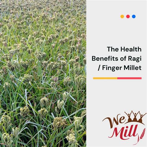 The Health Benefits Of Ragi Finger Millet