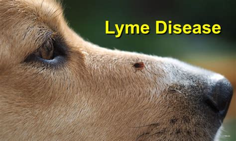 Lyme Disease Local Value Veterinary