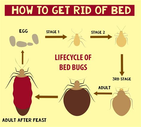 Best Bed Bug Spray Reviews Buyers Guide 2018 Thepestkillers