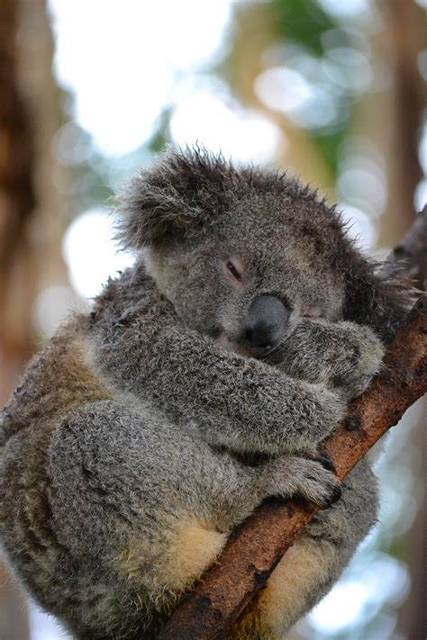 Koala Bears Hugging