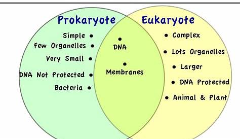 Prokaryotic And Eukaryotic Cells Venn Diagram Worksheet Answer Key