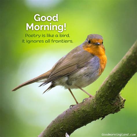 Good Morning With Birds Wisdom Good Morning Quotes